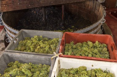 Chardonnay ve Pinot Noir şarap basın