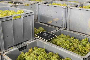 Sandıkları Chardonnay üzüm ile