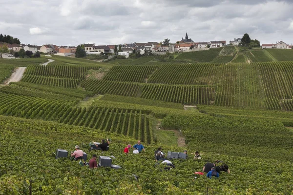 Cramant and Many Grapes Pickers France — Stock Photo, Image