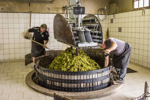Pressage de raisins à Hautvillers Champagne — Photo