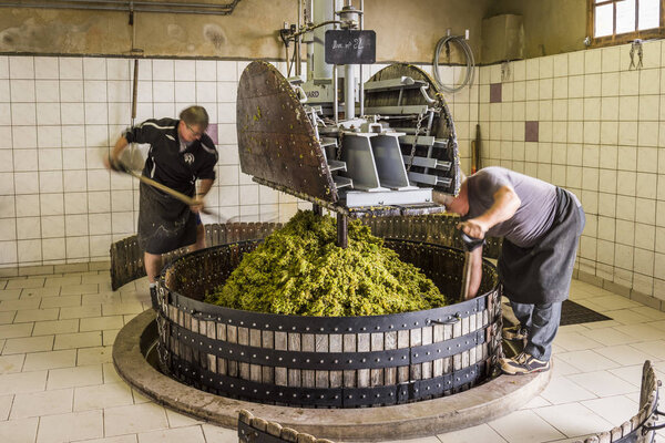 Pressing Grapes in Hautvillers Champagne