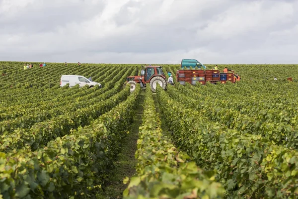 Vineyards Harvest in Cuis France — Stock Photo, Image