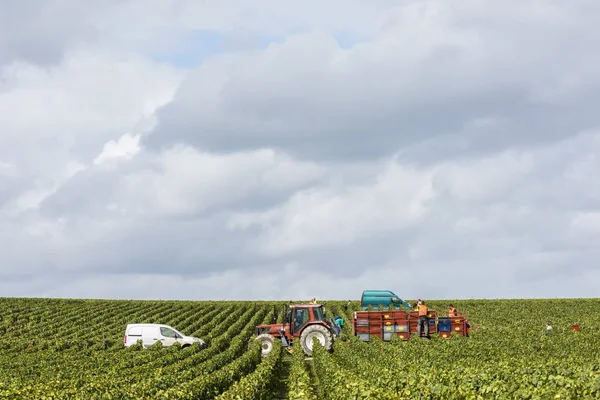 Cuis フランスのブドウ畑 — ストック写真