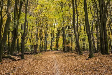 Kayın ağaçlarının ve yol Vierhouten ile