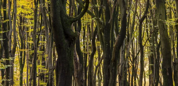 Beech Trees in Vierhouten — Stock Photo, Image