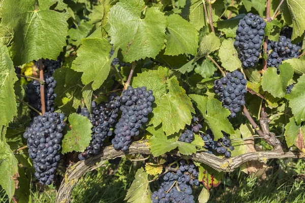 Pinot Noir szőlő a szőlő Champagne — Stock Fotó