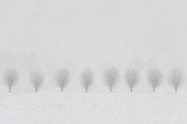 Pollard Willows kar Langbroek