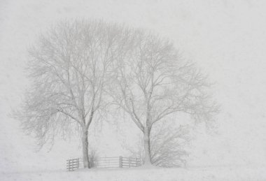 Trees Snow Storm Noordeloos clipart