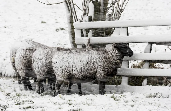 Four Sheep Snow Storm Noordeloos — Stock Photo, Image
