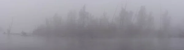 Panorama Misty Swamp Biesbosch — 图库照片