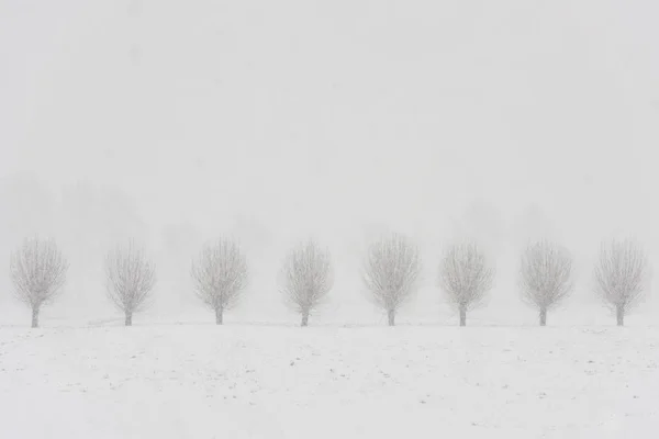 Saules de Pollard Neige Langbroek — Photo