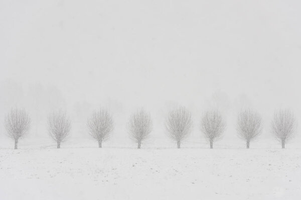 Pollard Willows Snow Langbroek