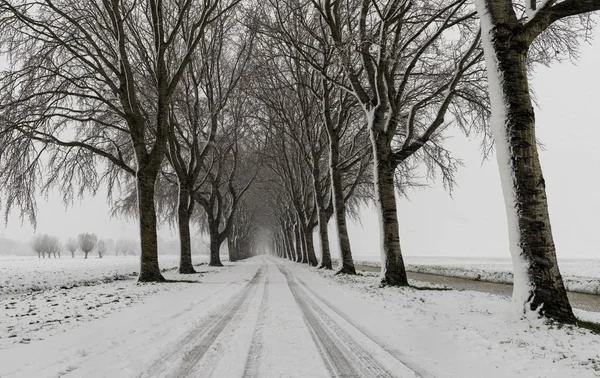 Road bomen sneeuw Storm Streefkerk — Stockfoto