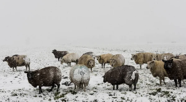 Овцы Зимний снежный шторм Noordeloos — стоковое фото