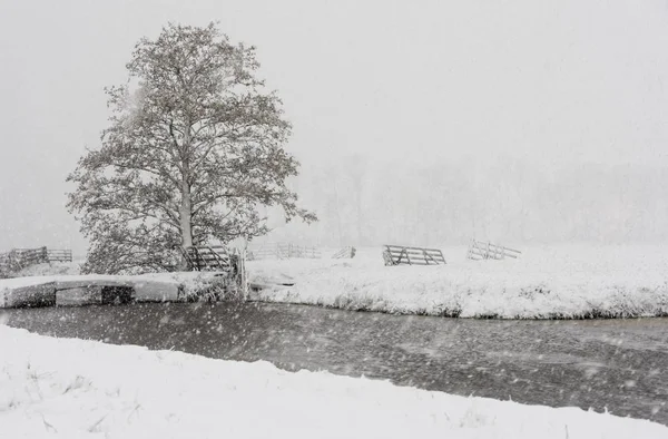 Boom Winter Snow Storm Noordeloos — Stockfoto
