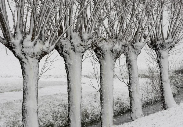 Wilgen Winter Snow Storm Noordeloos — Stockfoto