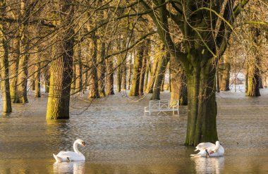 IJssel sel Park Worp kuğu ile