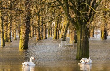 IJssel Flood Park Worp with Swan clipart