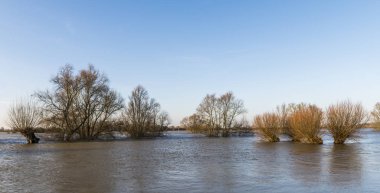 Nehir Ijssel sel Pollard Willow