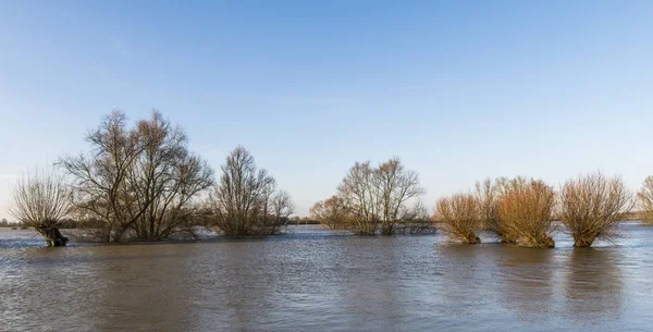 Río IJssel inundación Pollard Willow —  Fotos de Stock