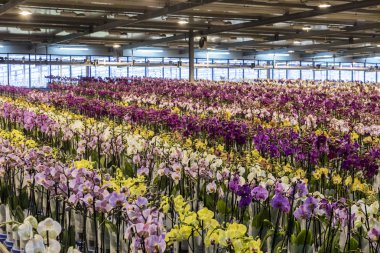 Sera orkide Westland Holland