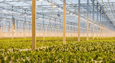 Büyük orkide sera Holland