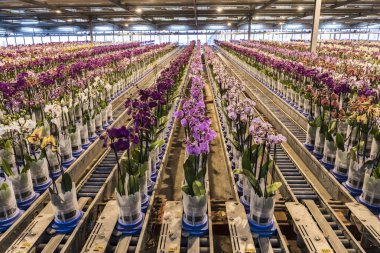 Orkide sera Westland Hollanda