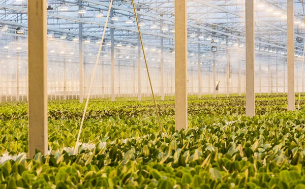 Invernadero orquídea moderna Holanda —  Fotos de Stock