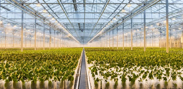 Spraying Water Vapour Orchids Greenhouse — Stock Photo, Image