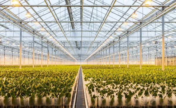 Joven orquídeas pequeñas en invernadero —  Fotos de Stock