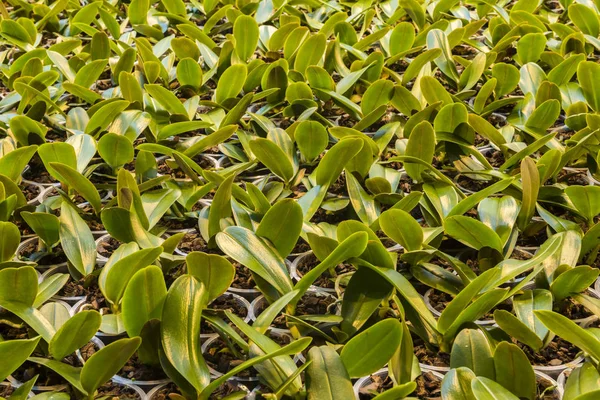 Invernadero orquídea pequeña — Foto de Stock