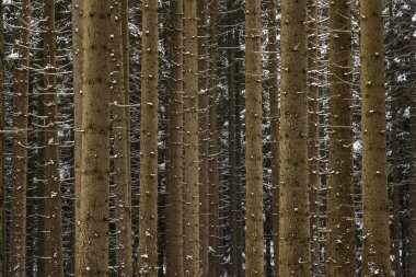 Pine Harz Almanya Trunks