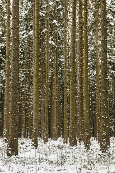 Pine Forest Harz Germany — Stock Photo, Image