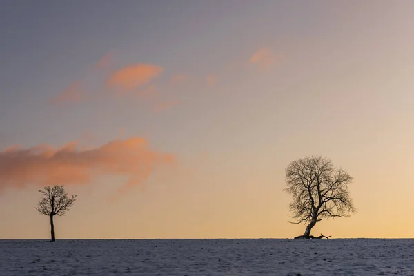 Two Winter Trees Benneckenstein — Stock Photo, Image