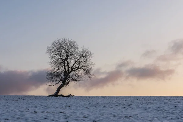 Árbol de invierno y nubes Benneckenstein — Foto de Stock