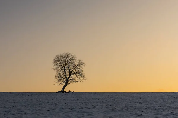 Winter Tree Benneckenstein — Stock Photo, Image