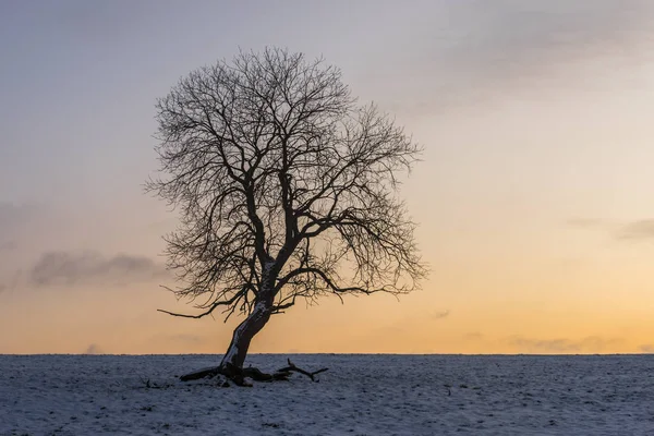 Winter Tree Jerman — Stok Foto