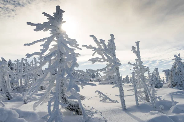 Brocken Winter Trees and Sun — Stock Photo, Image