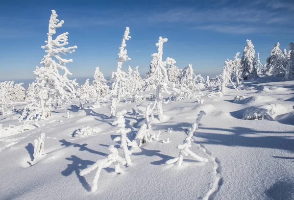 Brocken Winter Trees and Trail of Hare — Stock Photo, Image