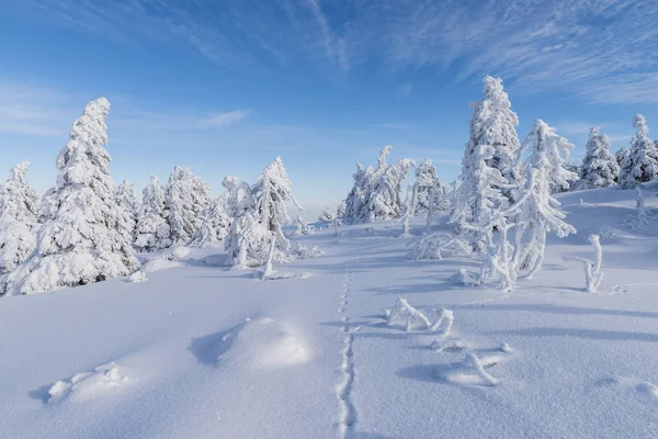 Brocken Winter Trees and Trail of Hares — Stock Photo, Image