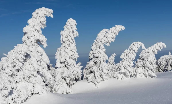 Five Winter Trees on the Brocken — Stock Photo, Image