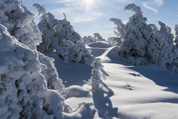 Winter Trees on the Brocken — Stock Photo, Image