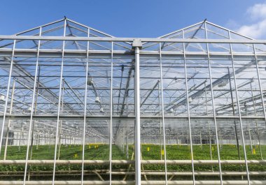 Greenhouses in Netherlands clipart