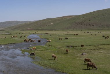 Ardahan Türkiye Nehri İnekliyor