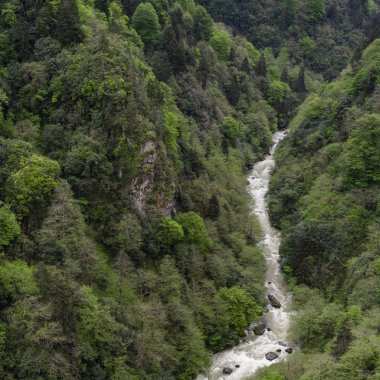 İlkbahar Türkiye Ormanı