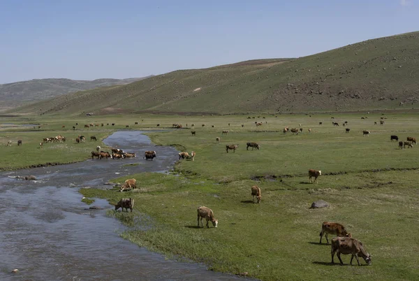 Ardahan tehenek Törökország folyó — Stock Fotó