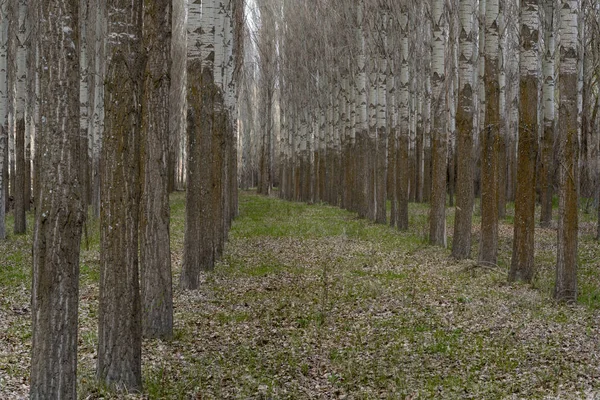 Poplars Forest — Stock Photo, Image