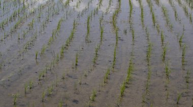 Pirinç tarlası Fuman İran