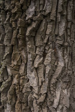 Bark Oak Kahverengisi