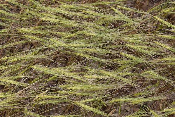 Gras met dauw Detail — Stockfoto